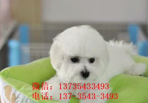 如何为你的白狗提供最佳的生活？-第1张图片-彩蝶百科