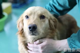 土狗为什么不适合当宠物犬-第1张图片-彩蝶百科 土狗为什么不适合当宠物犬-第1张图片-彩蝶百科