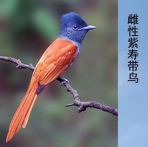 看图识鸟 (26) 鸲科-第1张图片-彩蝶百科