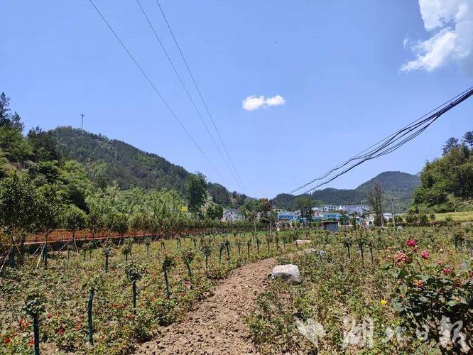 竹溪县茶山认养模式乡村旅游与茶叶产业的融合创新-第1张图片-彩蝶百科