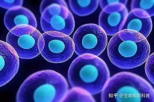 科普丨免疫细胞对人体健康的八大作用-第1张图片-彩蝶百科 科普丨免疫细胞对人体健康的八大作用-第1张图片-彩蝶百科