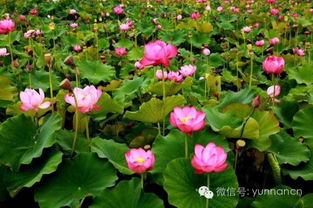 莲花辣么美莲花县莲文化旅游系列活动激情启幕-第1张图片-彩蝶百科 莲花辣么美莲花县莲文化旅游系列活动激情启幕-第1张图片-彩蝶百科