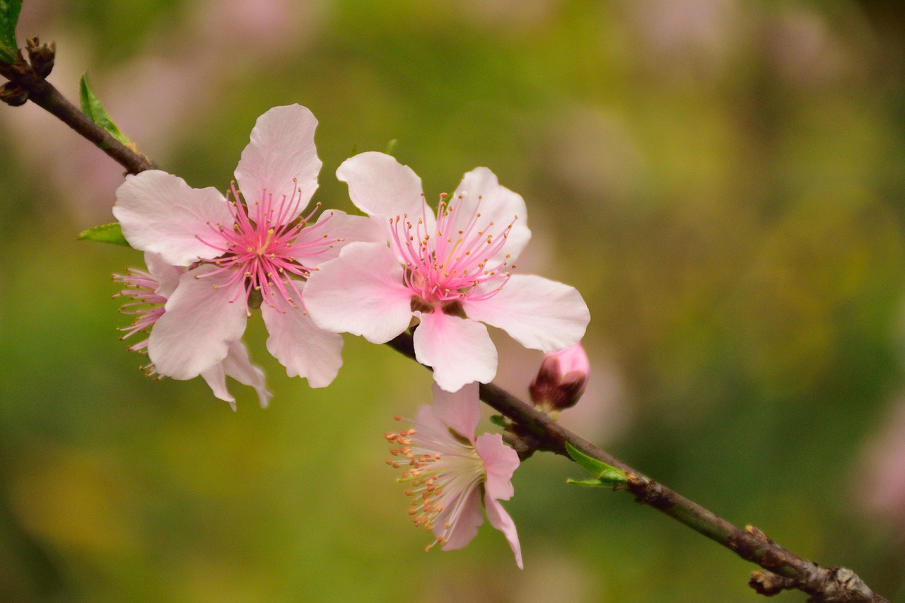 小伙花十几万断骨增高致终身伤残，盲目追求完美的代价与反思-第1张图片-彩蝶百科