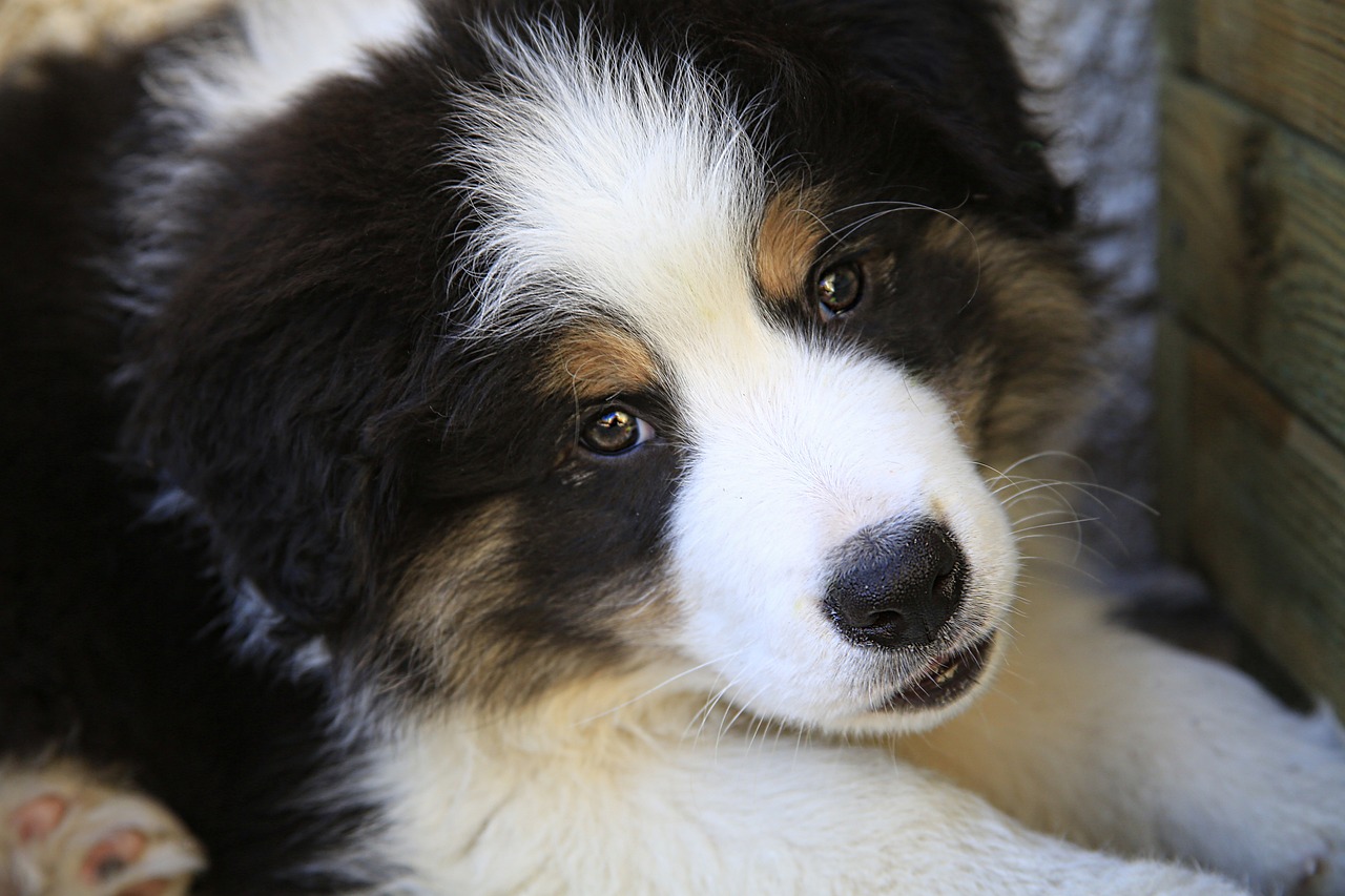 边境牧羊犬走失后独特行为，自行进入派出所报案的启示-第1张图片-彩蝶百科