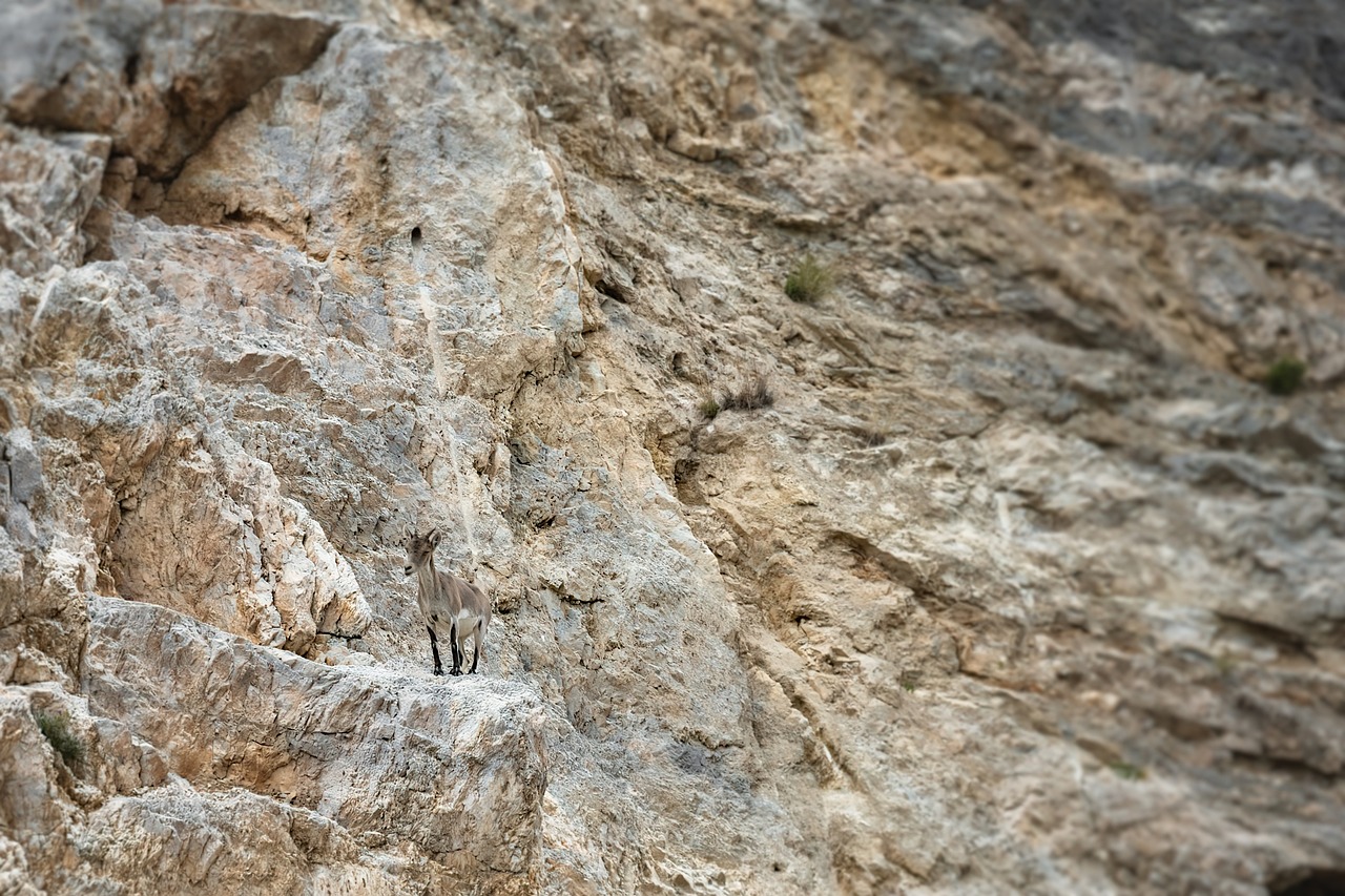 狗牙山，一座古老而神秘的山脉的探秘之旅-第1张图片-彩蝶百科