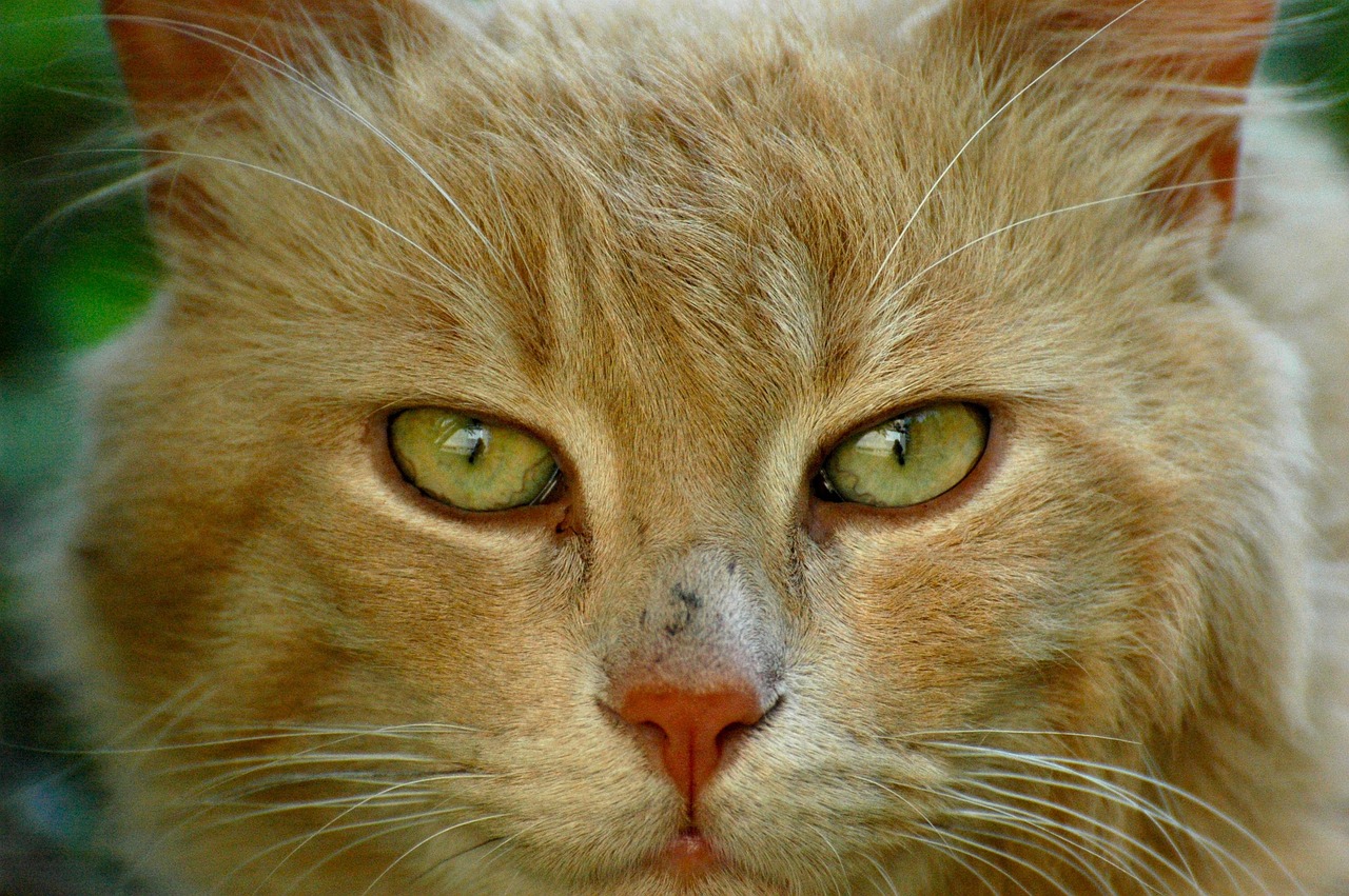 守护猫咪的尊严，一起关于监控与尊重的故事-第1张图片-彩蝶百科