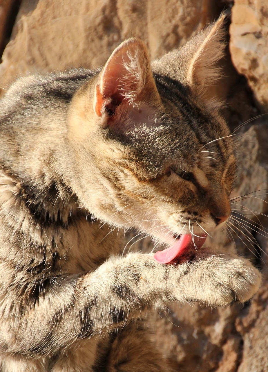 猫的神秘世界，从家猫到野猫的百科全书-第1张图片-彩蝶百科
