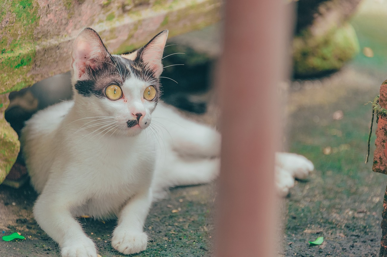 猫的详细资料大全，深入了解这些毛茸茸的伙伴-第1张图片-彩蝶百科