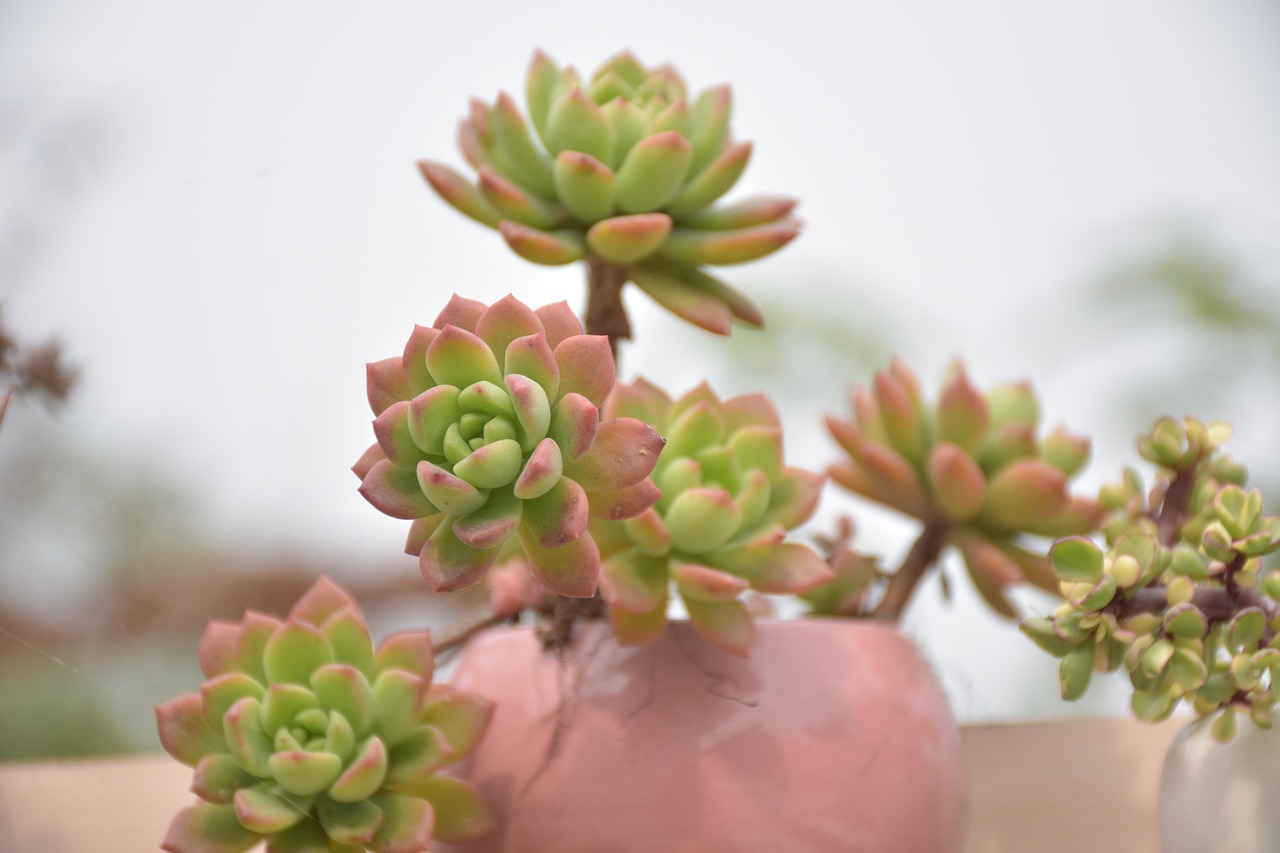 探秘多肉植物的奇妙世界，从品种到养护的全面指南-第1张图片-彩蝶百科