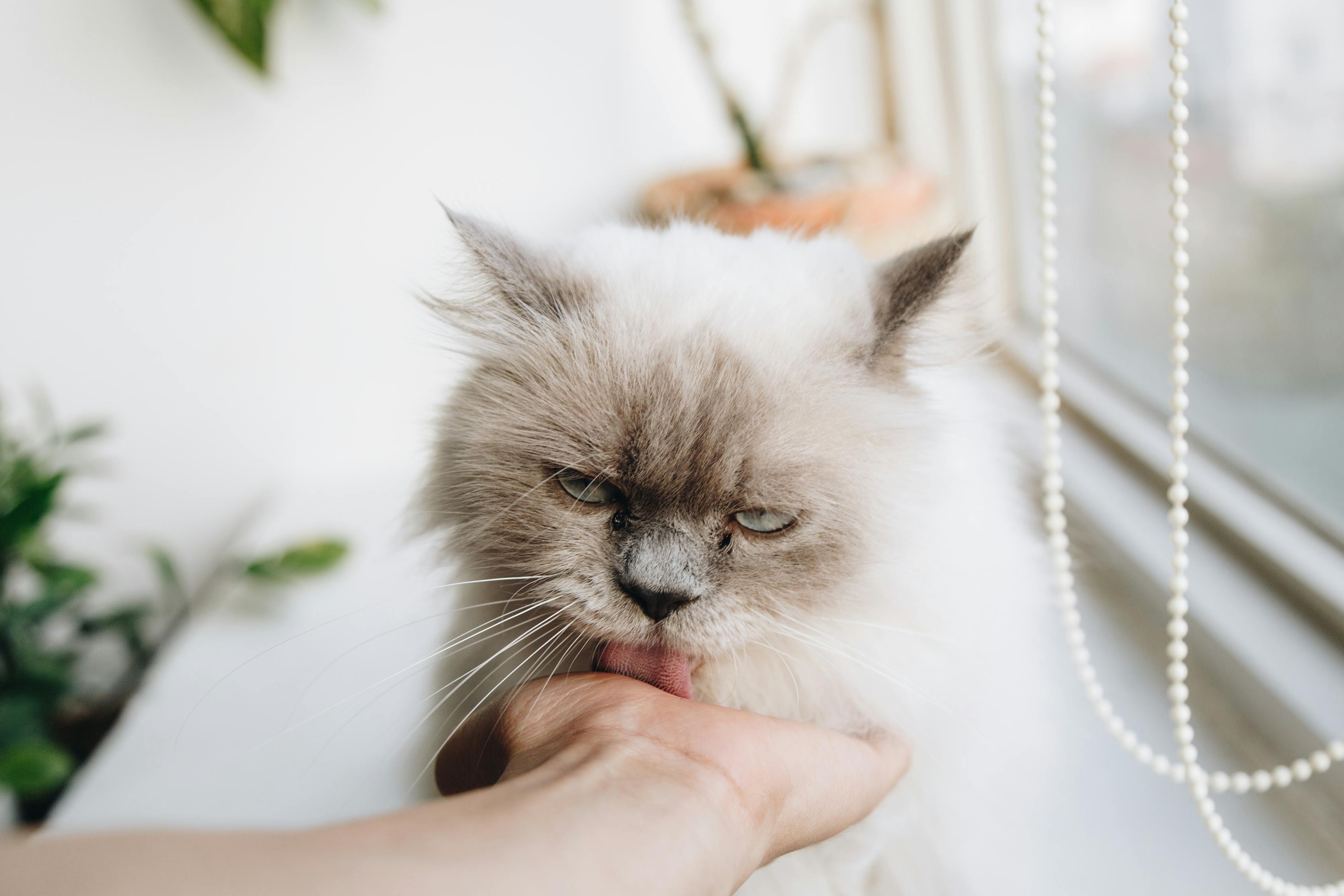 猫的世界，从品种到习性，全面解读这种神秘而优雅的宠物-第1张图片-彩蝶百科