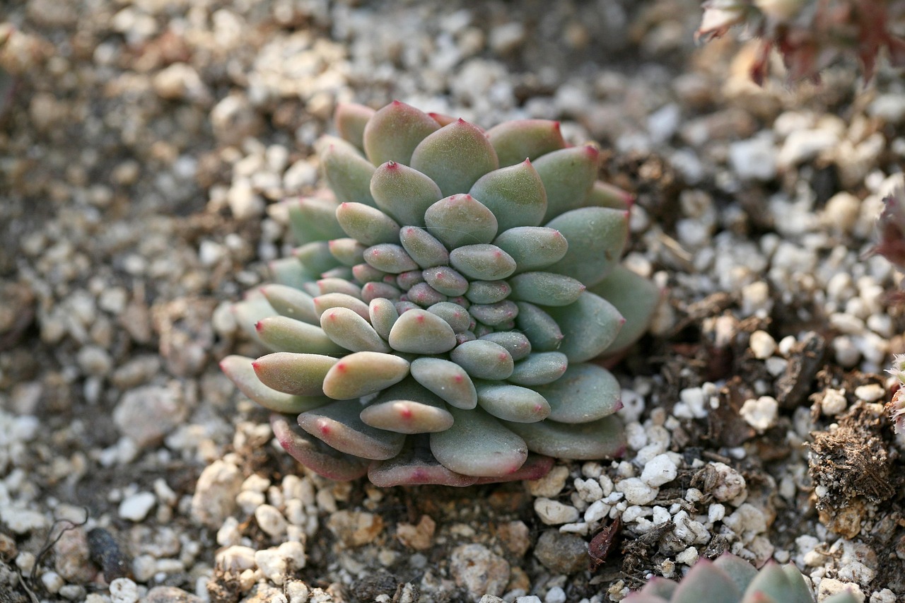 多肉植物种类图鉴，探索多彩的多肉世界-第1张图片-彩蝶百科