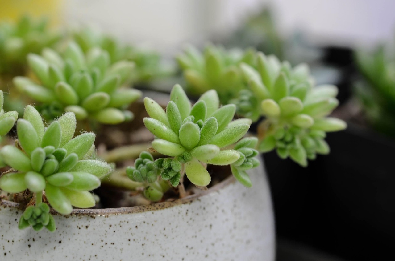 多肉植物百科全书，品种、名称及价格全解析-第1张图片-彩蝶百科